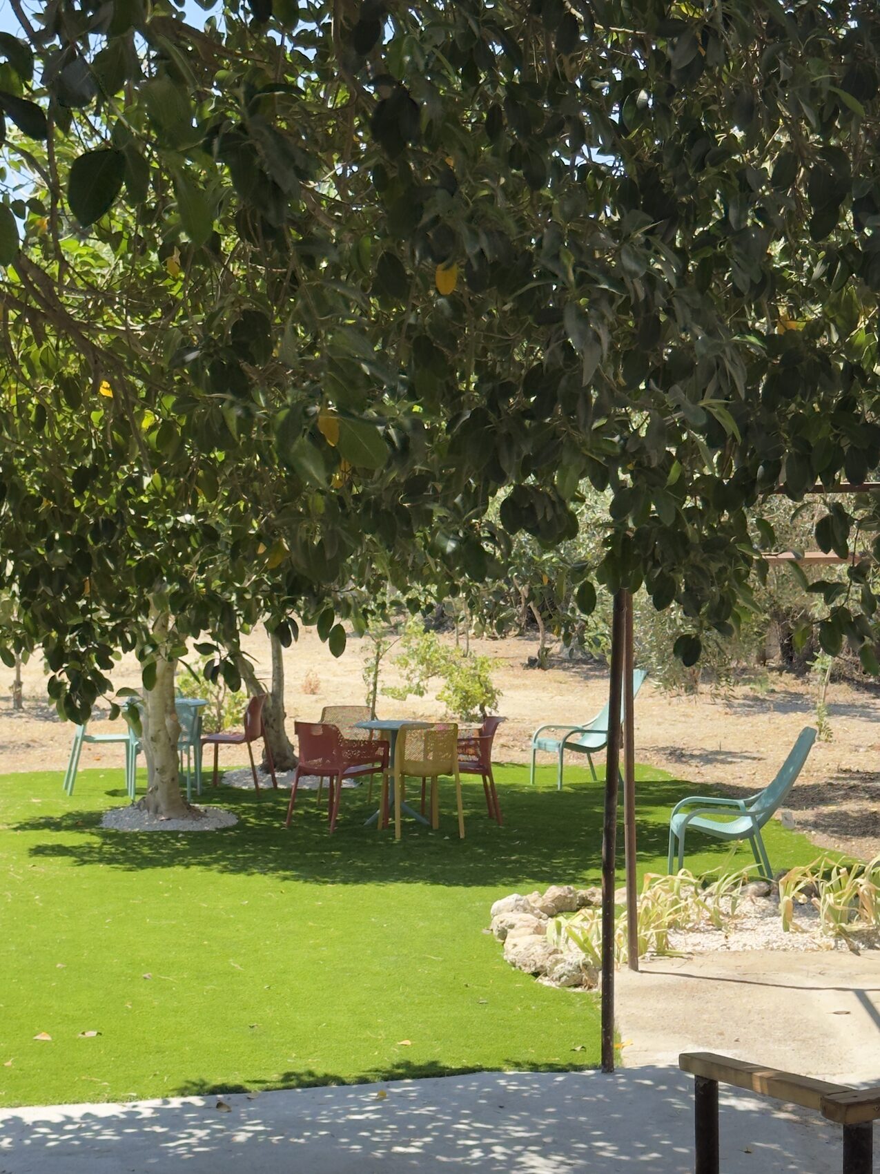 Il giardino con gli ulivi